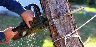 Best Arborist Consultation Services  in Hodgkins, IL