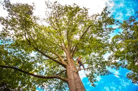 Best Tree Mulching  in Hodgkins, IL