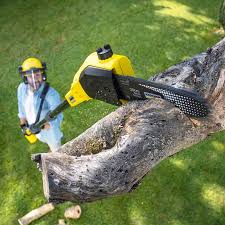 Tree and Shrub Care in Hodgkins, IL