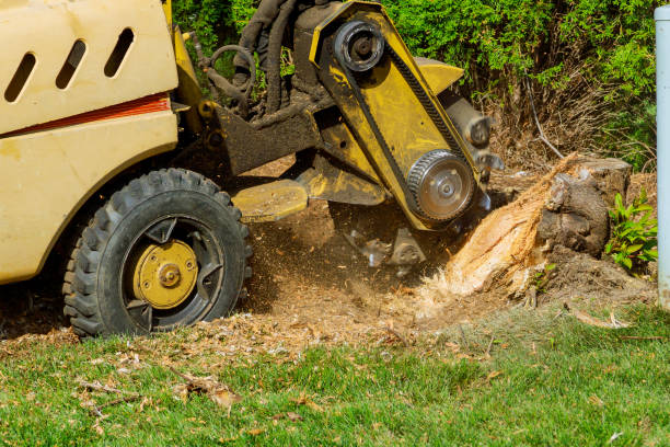 Best Firewood Processing and Delivery  in Hodgkins, IL