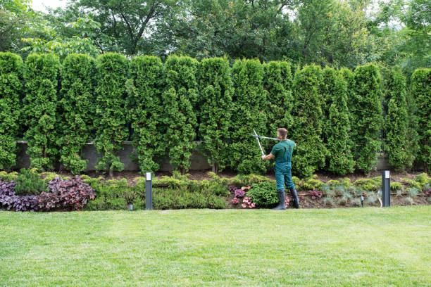 Best Tree Cabling and Bracing  in Hodgkins, IL