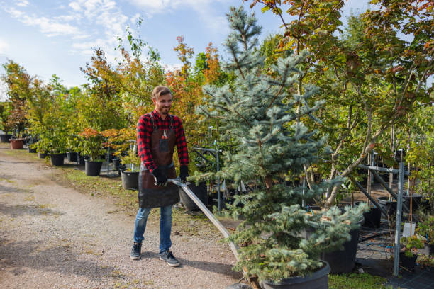 How Our Tree Care Process Works  in  Hodgkins, IL