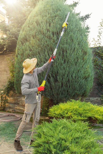Best Lawn Irrigation Installation and Maintenance  in Hodgkins, IL