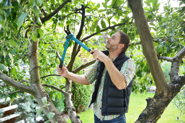 Professional Tree Services in Hodgkins, IL